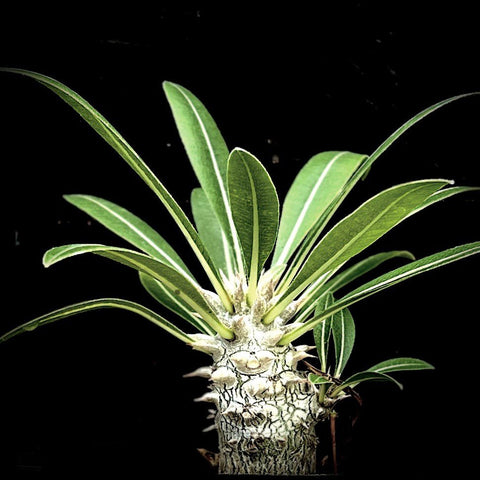 Pachypodium horombense Seedling Caudex Madagascar Palm
