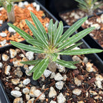 Pachypodium rosulatum ssp rosulatum 2” pots Seed Grown - Paradise Found Nursery