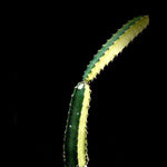 Peniocereus maculatus 5” pots Caudex Forming Cactus RARE