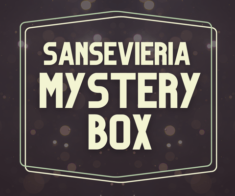 Sansevieria Mystery Box - Set of 6 Plants - Paradise Found Nursery