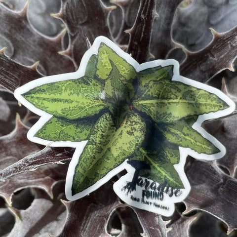 Single Euphorbia francoisii Vinyl Sticker