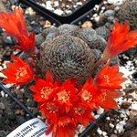 Sulcorebutia heliosa Dwarf Cactus 2” Pots Red flowers