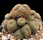 Sulcorebutia heliosa Dwarf Cactus 2” Pots