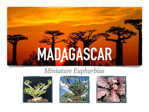 Madagascar Miniature Euphorbias-An Intro