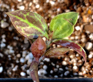 Underappreciated Plants : Monadenium stoloniferum