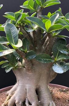 Adenium - Paradise Found Nursery