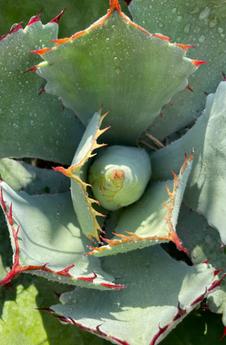 Agave - Paradise Found Nursery