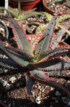 Aloe hybrids by Nicole - Paradise Found Nursery