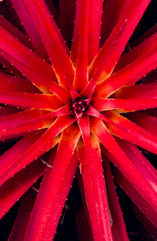 Bromeliads - Paradise Found Nursery