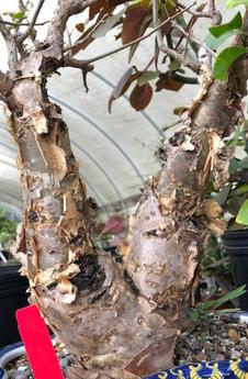 Commiphora and Bursera - Paradise Found Nursery