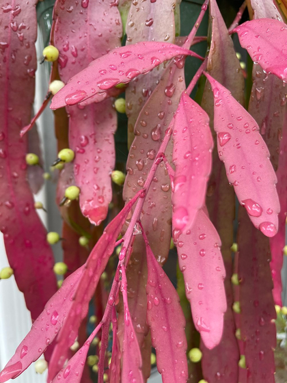 Epiphytic cacti - Paradise Found Nursery