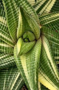 Haworthia and Gasteria - Paradise Found Nursery