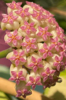 Hoya - Paradise Found Nursery