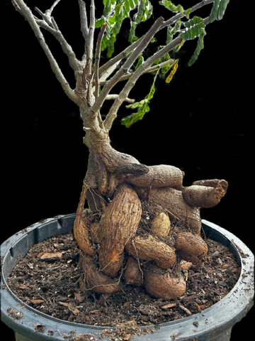 NEW ARRIVALS! - Paradise Found Nursery