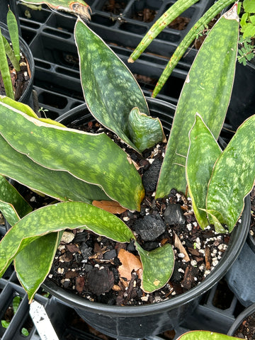 Sansevieria macrophylla Yellow Margins | Slight Variegated Stock Plant | Specimen 3