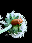 Melanthera nivea | Salt and Pepper Flower Square Salt Stem | Florida Native Pollinator Plant