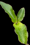 Sansevieria alwitrii BG 92-293  New Dracaena Species | Offsets 5”