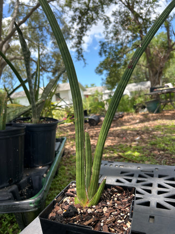 Sansevieria pearsonii | Exact Stock Breeder Plant 2