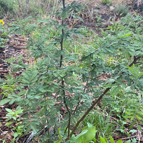 Vachellia farnesiana | Florida Sweet Acacia Tree | Huge Flowers | Drought Tolerant