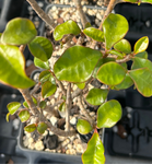 Euphorbia geroldii 4" pots