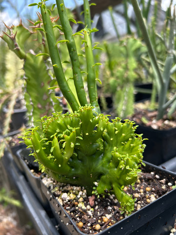 Euphorbia alluaudii Crested Form Specimen 2 | Exact Plant Shown