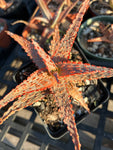 Aloe hybrid Budget Version of TCT Hybrids Specimen 6
