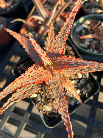 Aloe hybrid Budget Version of TCT Hybrids Specimen 6