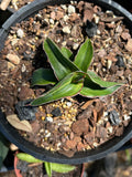 Sansevieria LAV 23251 Variegated