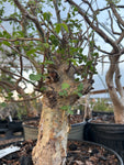 Commiphora africana Shrub Form | Myrrh Bonsai Tree