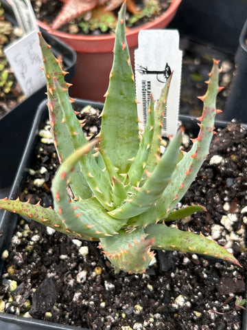 Aloe humilis v echinata x Aloe divaricata