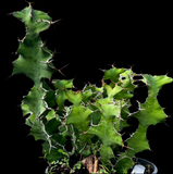 Euphorbia grandicornis | Large Candelabra Euphorbia | Exact Specimen 1