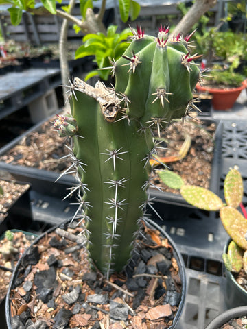 Stenocereus chacalapensis | Endangered Rare Organ Pipe Cactus | HUGE Specimen