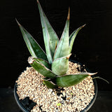 Sanseviera pinguicula Exact plant 1 gallon