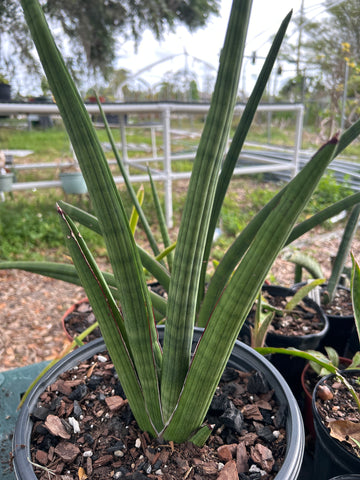 EP Sansevieria pearsonii  Huge Specimen