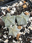 Astrophytum myriostigma Triple Pot | Bishops Cap Cactus