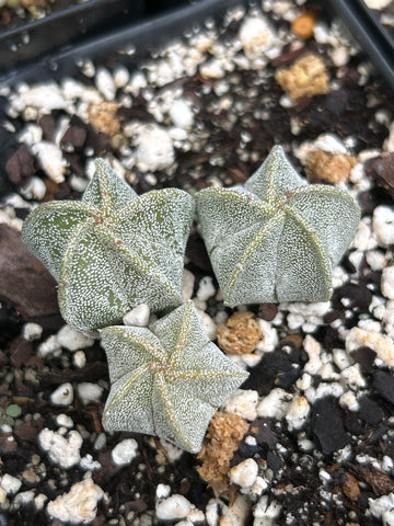 Astrophytum myriostigma Triple Pot | Bishops Cap Cactus