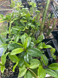 All Remaining Hoya carnosa & pubicalyx | Exact Tray Shown