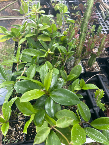 All Remaining Hoya carnosa & pubicalyx | Exact Tray Shown