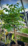 Commiphora coleopsis Specimen | RARE Madagascar Myrrh Tree