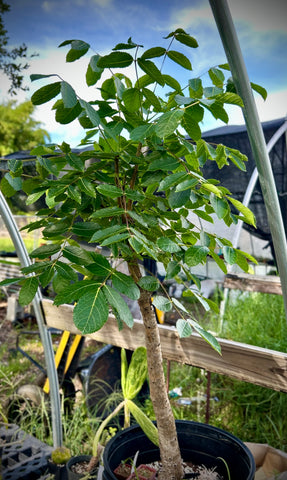 Commiphora coleopsis Specimen | RARE Madagascar Myrrh Tree