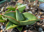 Sansevieria Thai Hybrid 'Sawasdee’  Thai Hybrid | Small Starter Plants