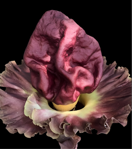 Amorphophallus paeoniifolius | Voodoo Lily | Large Corms
