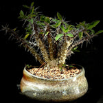 Euphorbia croizatii Bonsai With or Without Stockman Pot Exact Plant
