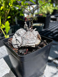 Dioscorea elephantipes Specimen Size | Turtle Plants | Exact Plant