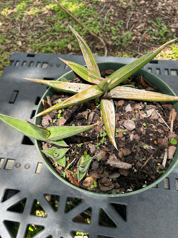 Sansevieria Xaskul Lav 23395 Johannesburg South Africa | Exact Stock Plant