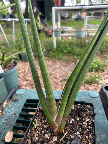 Sansevieria rhodesiana Pink Form | Fan Shaped Dracaena