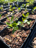 Simpson's Stopper | Myrcianthes fragrans | Florida Native Flowering Shrub | Seed Grown