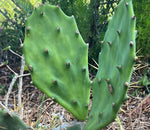 Opuntia stricta | Florida Native Prickly Pear Cactus | Edible Fruit