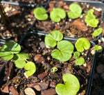 Carolina Ponysfoot| Dichondria caroliniensis | Florida Native Groundcover ~ Lawn Alternative