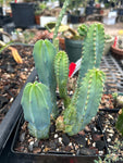 Myrtillocactus geometrizans - Colony of Blue Candle Cactus
